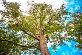 Best Tree Risk Assessment  in Grayson, KY